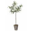Oliivipuu H73cm Piha Ja Terassi|Oliivipuut