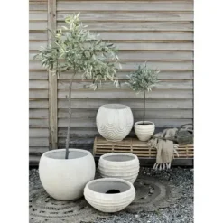 Oliivipuu H73cm Piha Ja Terassi|Oliivipuut