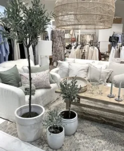Oliivipuu H73cm Piha Ja Terassi|Oliivipuut
