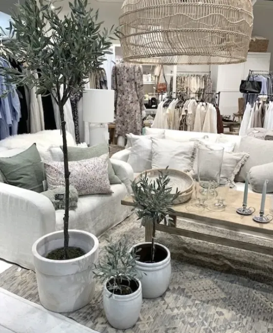Oliivipuu H73cm Piha Ja Terassi|Oliivipuut