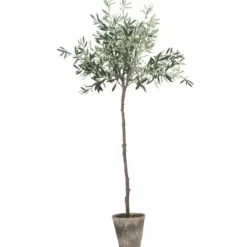 Online Oliivipuu H160cm Piha Ja Terassi|Oliivipuut